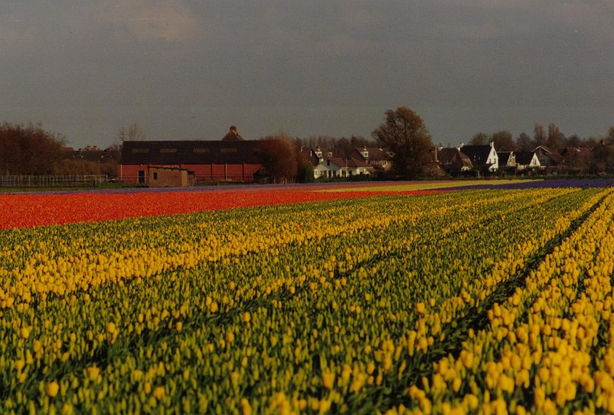 2001 04 28  bollenveld  1